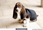cachorros de basset hound - mejor precio | unprecio.es