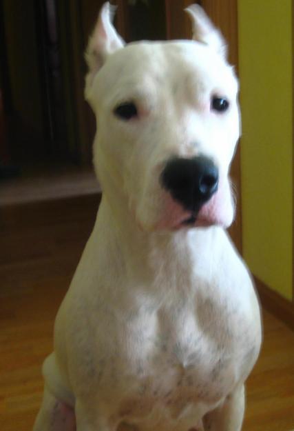 Cachorros de dogo argentino