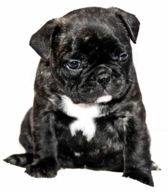 FABULOSA CAMADA DE BULLDOG FRANCES