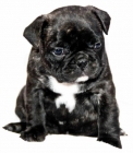 FABULOSA CAMADA DE BULLDOG FRANCES - mejor precio | unprecio.es