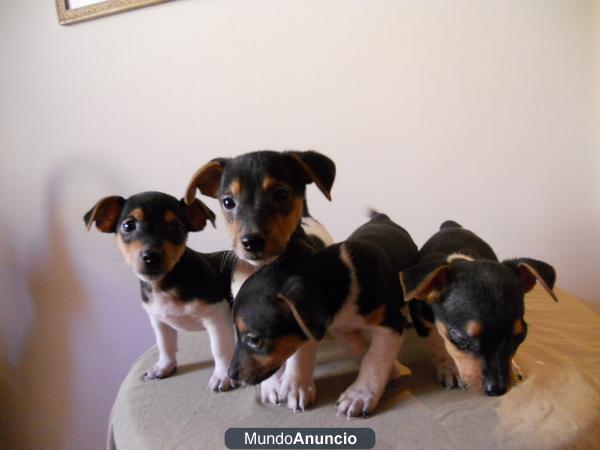 jack russell cachorros monisimos 250 €