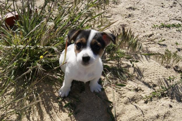 Jack Russell camada disponible machos & hembras