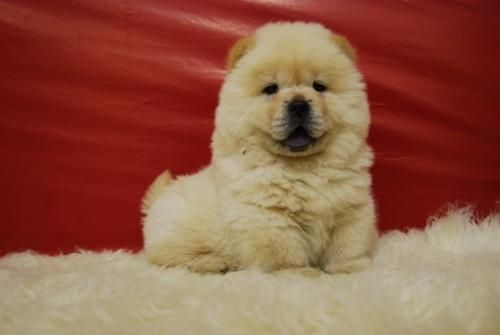 magnificos ejemplares de chow chow, en el centro de madrid