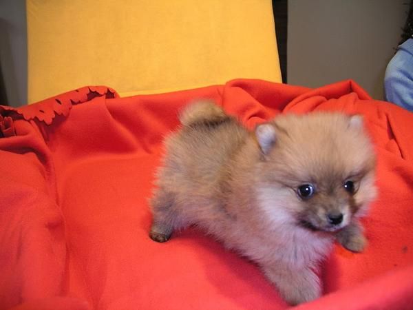 Oferta especial camada de Pomerania