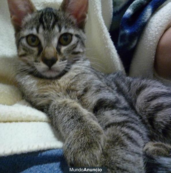Regalo dos gatitas de tres meses