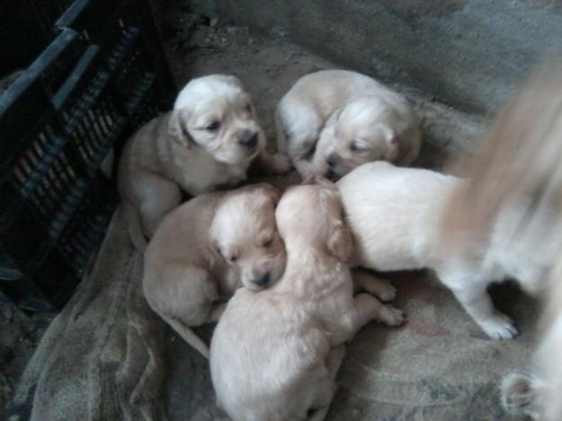 Se regalan cachorros de un mes (labrador x breton)