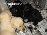 vendo ultima cachorra de labrador retriever por 130euros