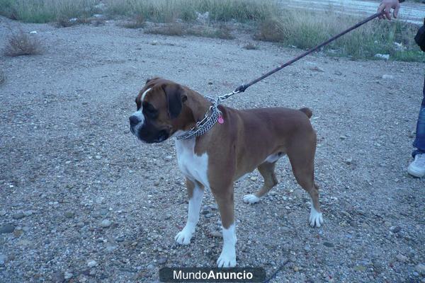 boxer macho excelente para monta