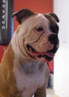 Bulldog Americano se ofrece para montas en sevilla - mejor precio | unprecio.es