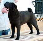 Cachorro de Shar Pei - mejor precio | unprecio.es