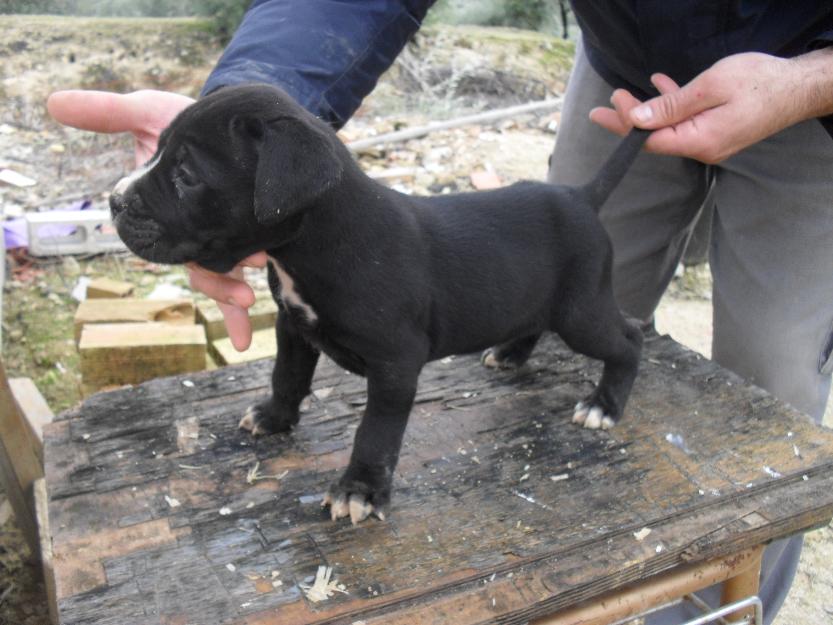 Cachorro hembra Cane Corso