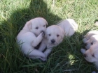 CACHORROS DE LABRADOR RETRIEVER - mejor precio | unprecio.es