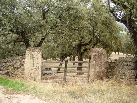 Finca de 39.000 m2 de encinas más regalo de finca 6.000 m2 de encinas