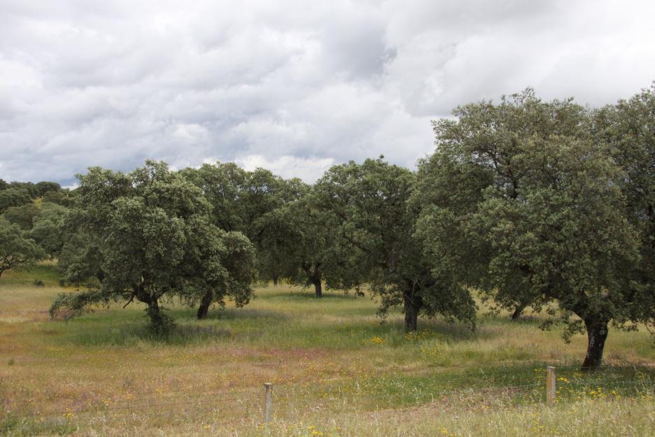 Finca ganadera 200 has campo charro de salamanca