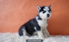 Husky Siberiano cachorros de raza con pedigree - mejor precio | unprecio.es