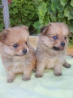 POMERANIA CON PEDIGREE ECONOMICOS - mejor precio | unprecio.es