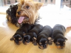 VENTA DE CACHORROS YORKSHIRE TERRIER EXCELENTE PEDIGREE - mejor precio | unprecio.es