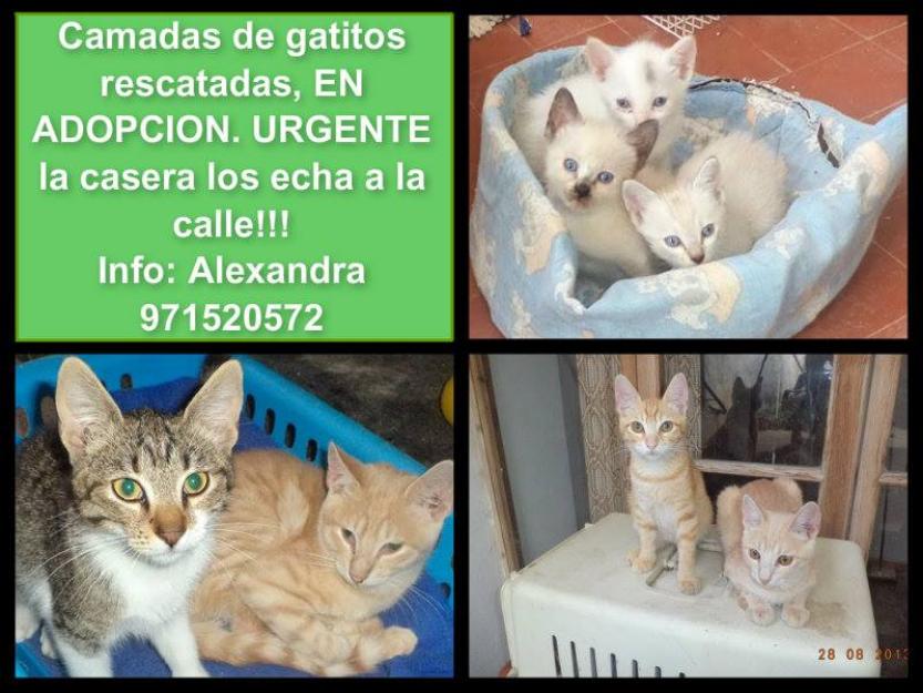 Cachorritos de gatito en Adopción Urgente