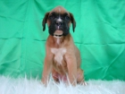 Boxer , cachorros marrones con pecho blanco , listos para entrega , con garantias y pedigre nacional - mejor precio | unprecio.es