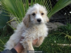 caniche legitimo - mejor precio | unprecio.es