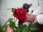 CHIIHUAHUA TOY - mejor precio | unprecio.es