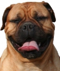 excelentes bullmastiff - mejor precio | unprecio.es