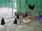 gallinas raza jersey gigante a 20 € - mejor precio | unprecio.es