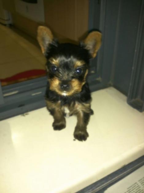Vendo cachorro yorkshire
