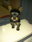 Vendo cachorro yorkshire - mejor precio | unprecio.es