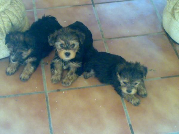 Vendo cachorros de yorkshire (urgente)