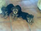 Vendo cachorros de yorkshire (urgente) - mejor precio | unprecio.es