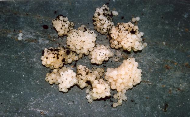 Venta de caracoles, aveniles y huevas.