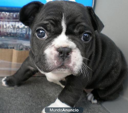 Bulldog Frances Muy Lindo Para La Venta...Precio economico