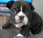 Bulldog Frances Muy Lindo Para La Venta...Precio economico - mejor precio | unprecio.es