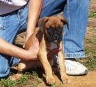 CACHORROS DE BOXER 480 - mejor precio | unprecio.es