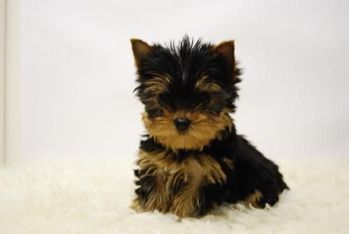CACHORROS DE YORKI TOY, POCO PESO