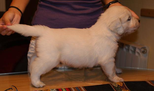 CACHORROS GOLDEN RETRIEVER CON PEDIGREE