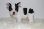 oferta: magnificos de bulldog frances - mejor precio | unprecio.es