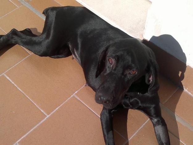 Preciosa hembra de Braco Aleman en adopción
