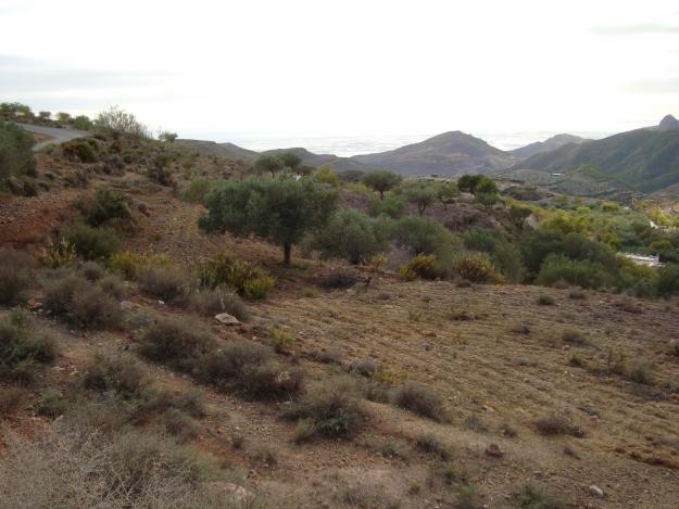 Vendo finca de olivos en Felix(Almería)