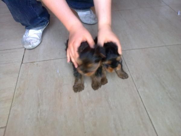 Yorkshire preciosos y pequeñitos con pedigree