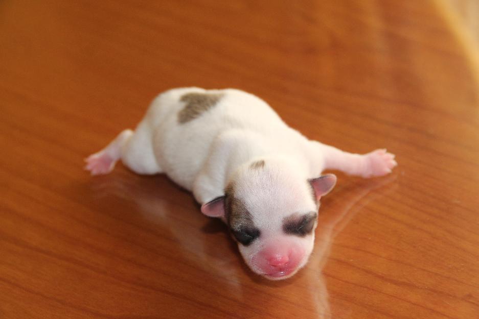Preciosa camada de chihuahuas auténticos