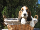 Bonitos Cachorros de Raza - mejor precio | unprecio.es