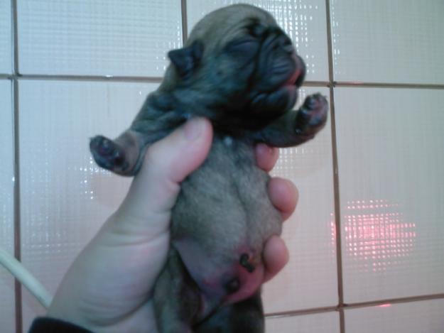 Bulldog frances