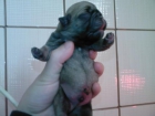 Bulldog frances - mejor precio | unprecio.es