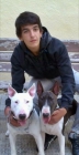 Bullterrier OCASION!!! - mejor precio | unprecio.es