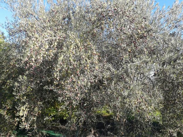 Exquisito aceite de oliva virgen ecologico