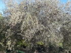 Exquisito aceite de oliva virgen ecologico - mejor precio | unprecio.es