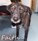 Faith en la calle y apaleada - mejor precio | unprecio.es