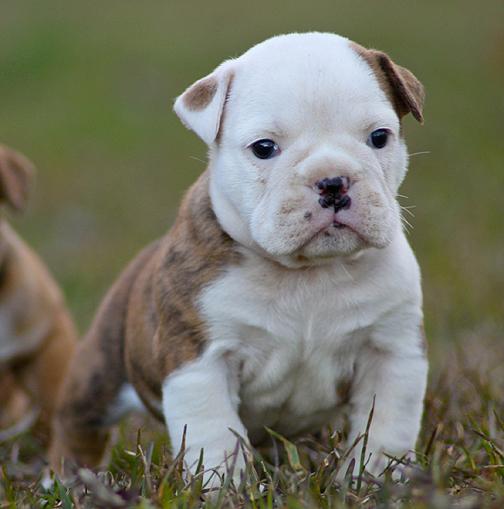 Lindo y saludable cachorros de Bulldog Inglés. (Regalo)